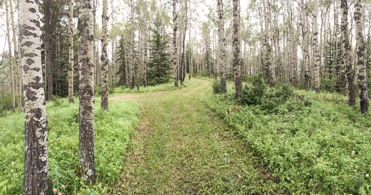 Bed and Breakfast Sleepy Creek Country Manor Bragg Creek Экстерьер фото