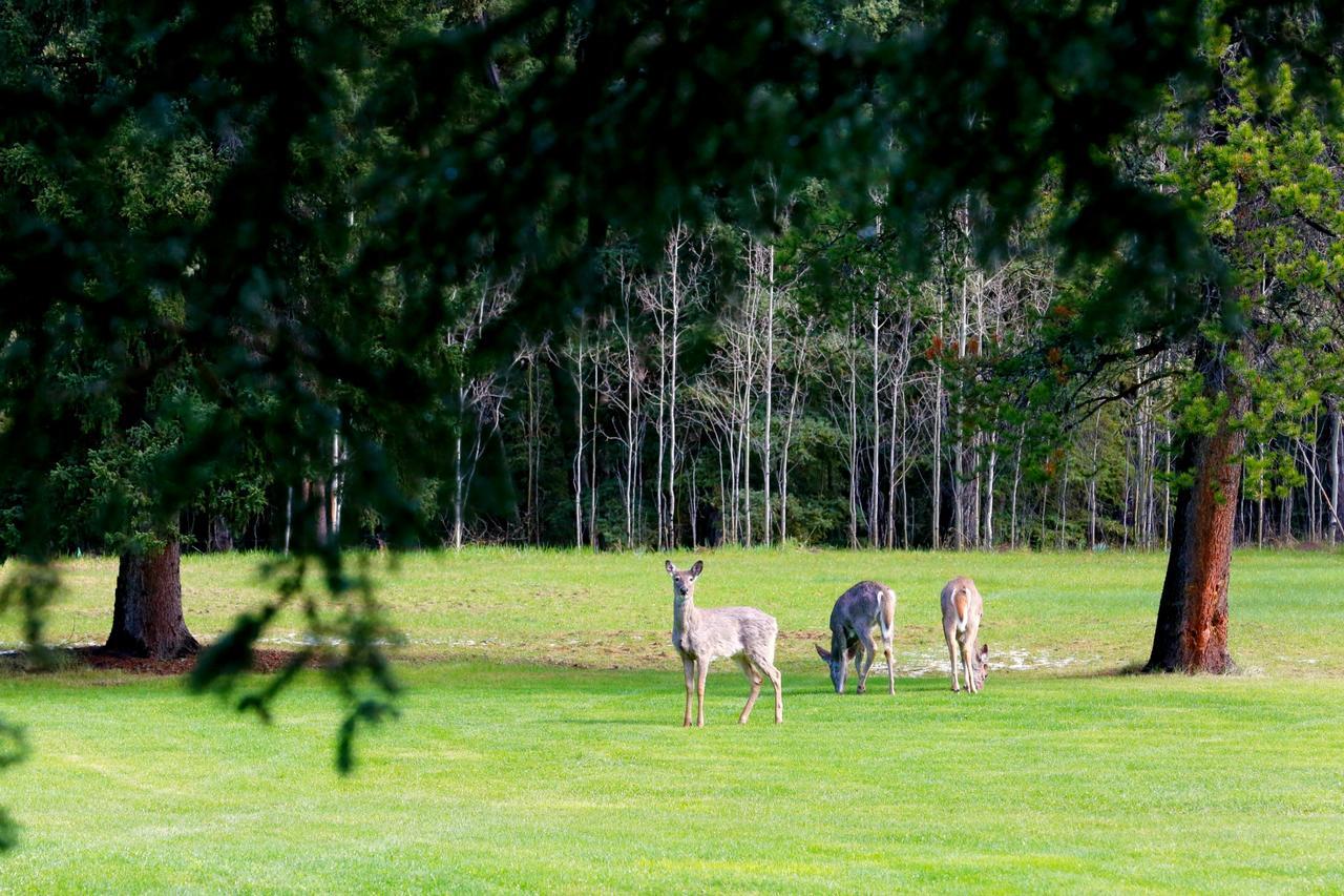 Bed and Breakfast Sleepy Creek Country Manor Bragg Creek Экстерьер фото